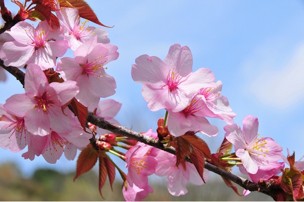 「ヤマザクラ」は山地に自生する桜を総称して呼ばれることもあるが、カスミザクラやオオシマザクラとは種が異なる