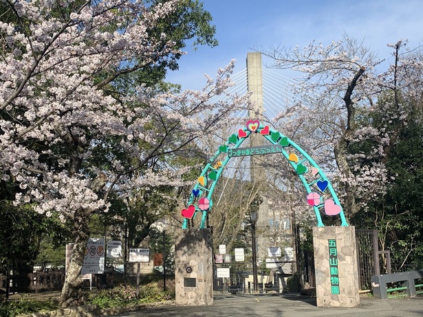 五月山緑地の桜 - 大阪府／世界一ハートのある五月山動物園