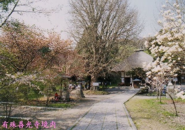 有珠善光寺自然公園の桜 - 北海道／境内に桜が咲き並ぶ