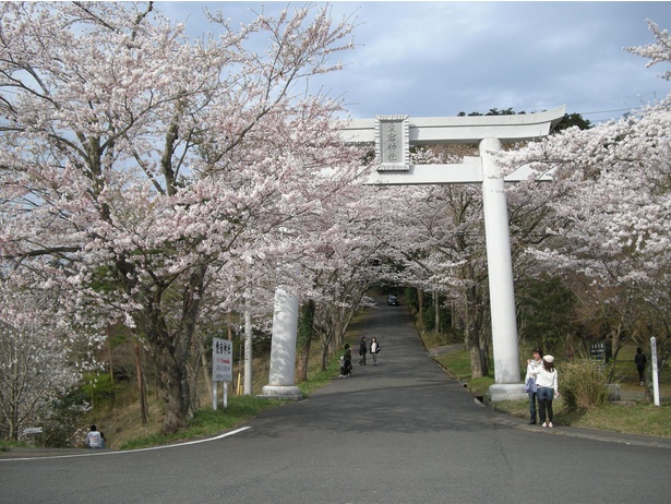 愛宕山(山頂)の桜 - 茨城県／山頂にある愛宕神社は、日本三大火防神社のひとつとしても有名