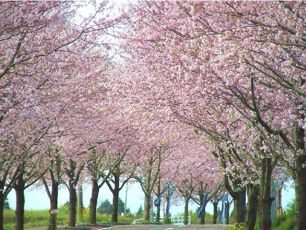 垂水公園の桜 - 宮崎県／歩きながら花見を楽しむことができる