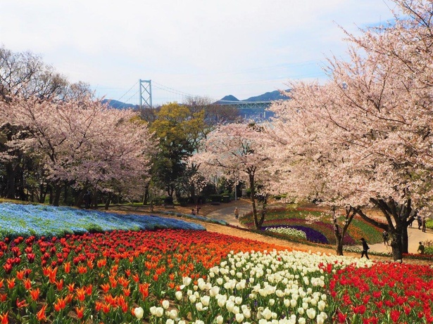 火の山公園の桜 - 山口県／足元に広がる色とりどりの花と頭上の桜のコラボレーション