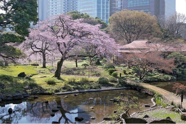 小石川後楽園の桜 - 東京都／春の到来を感じさせる新緑と薄桃色のコントラストが美しい
