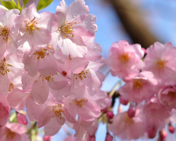 和歌にも詠われた「ヤマザクラ(山桜)」は日本の桜のオリジナル？名所7選