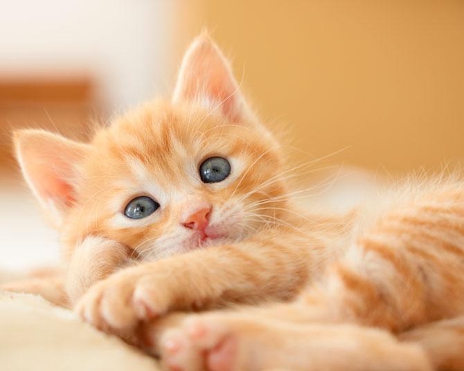 【2月22日は猫の日】猫がしっぽを振るのはご機嫌ナナメのサイン!?意外と知らない猫のホンネを専門家が解説