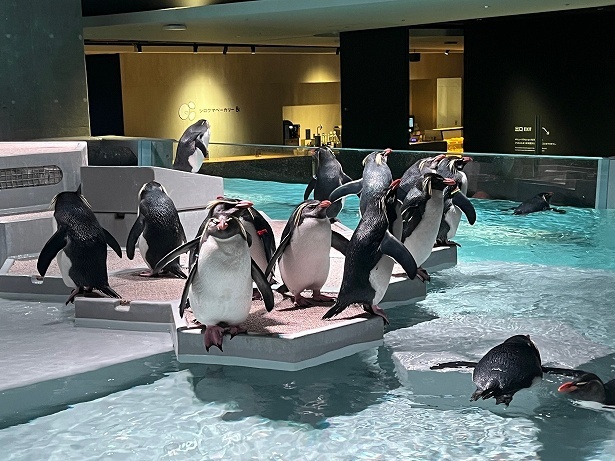 「AOAO SAPPORO」で一番の人気者ペンギンの水槽