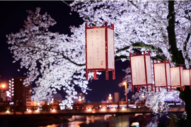 足羽川桜並木もライトアップされ、花見ぼんぼりが灯される