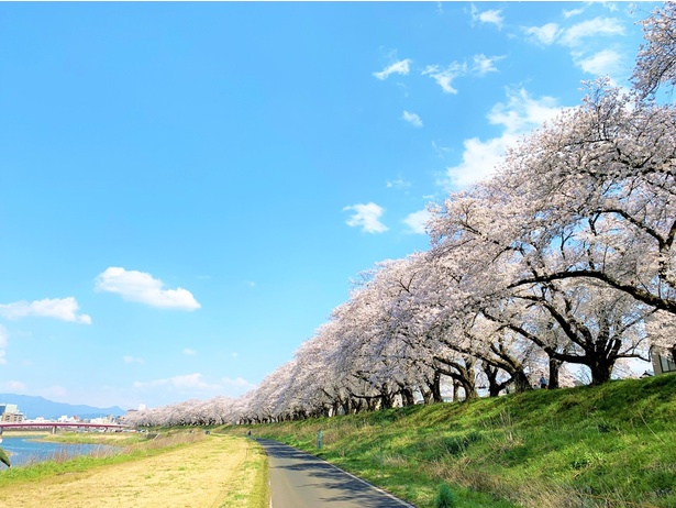 約600本の桜が見事な足羽川桜並木。北陸新幹線延伸後の東京〜福井間の所要時間は、最短で2時間51分になる
