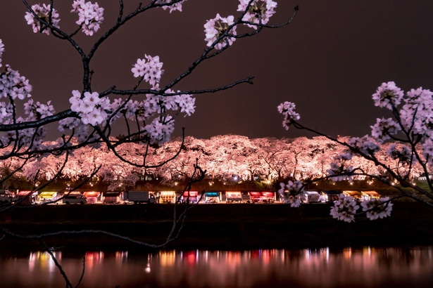 福井市内の桜の名所が一斉にライトアップされる「えちぜん花の宵」