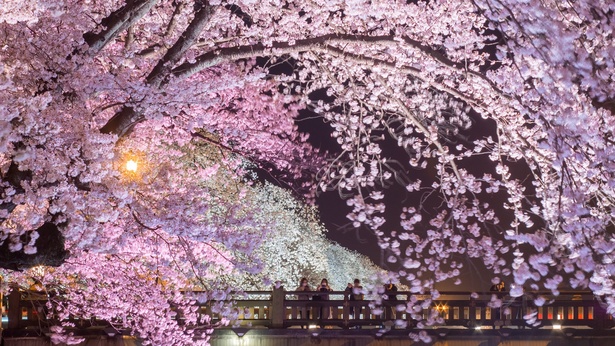 幻想的な桜並木にうっとり。春の夜は冷えることもあるので、寒さ対策をして出かけよう