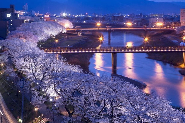 日本さくら名所100選にも選ばれている足羽川桜並木。夜はライトアップされた幻想的な空間になる