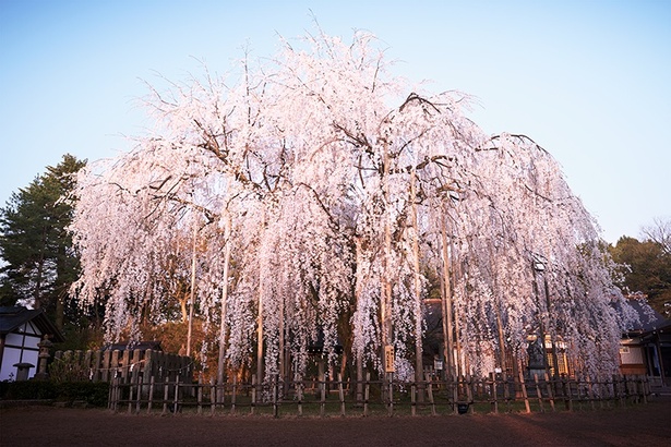 「足羽神社」で観られる、樹齢約370年以上、高さ約11メートルのしだれ桜
