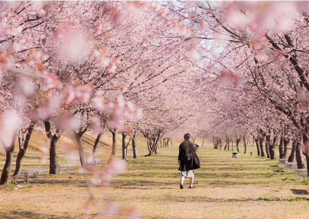 色鮮やかな桜並木が約1.2キロにわたり続く