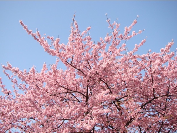 小ぶりながらも鮮やかなピンク色の花々が、春の景色を一層美しく彩る