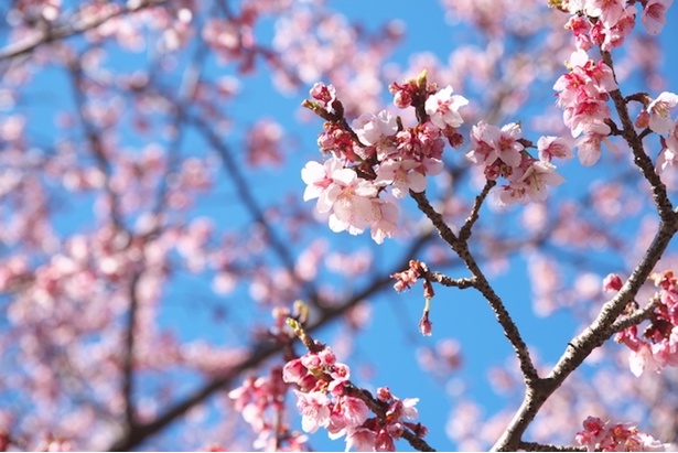 カンザクラ(寒桜)はその名の通り寒い時期に咲くのが特徴的だ