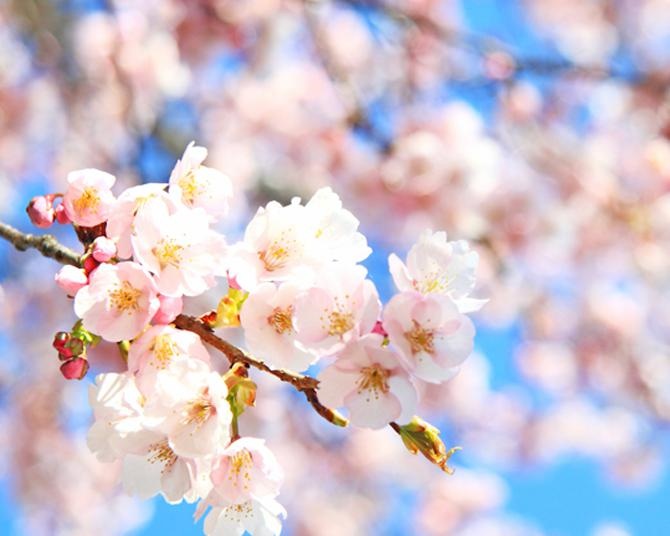 日本の春をいち早く彩るカンザクラ！全国各地の早咲き桜が見られる名所6選