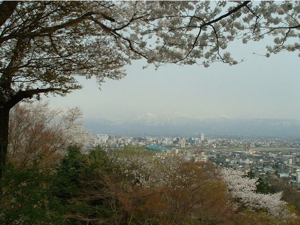 呉羽山頂上からの桜と立山連峰