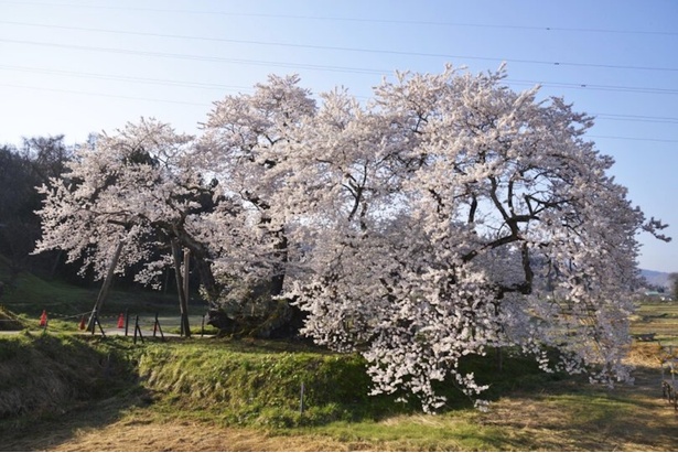 枝を広げる石部桜