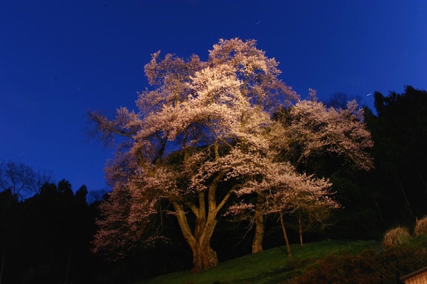 3月下旬～4月上旬に見ごろを迎える桜