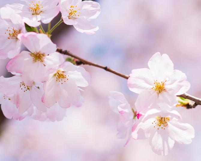 日本三大桜「エドヒガン」春の彼岸に、ソメイヨシノよりひと足早く花開く桜のスポット7選