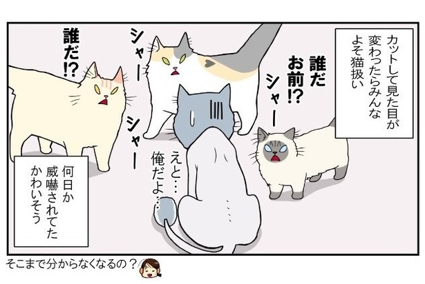 画像21 / 142＞19匹の猫と暮らす猫まみれの幸せな日常漫画【もちこ