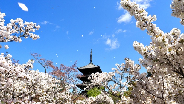 江戸時代から庶民の桜として親しまれ、和歌にも詠われてきた「仁和寺」の御室桜