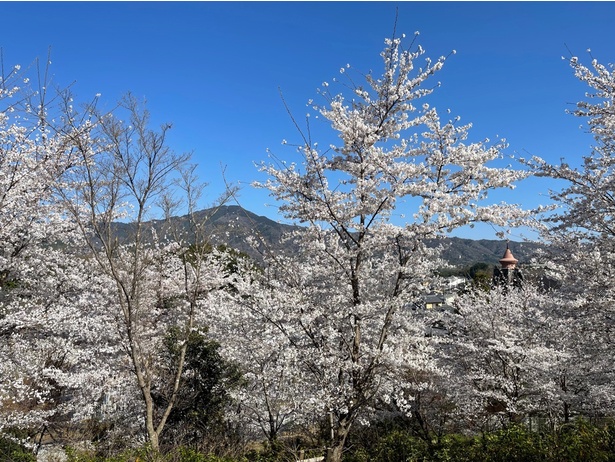 「妙満寺の森 サクラ山」には、約200本の桜が植えられている