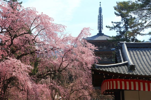 京都市伏見区の「醍醐寺」は、京都が誇る桜の名所。「春の特別拝観プラン」なら、花見客の混雑を避けて、ゆったりと観桜できる