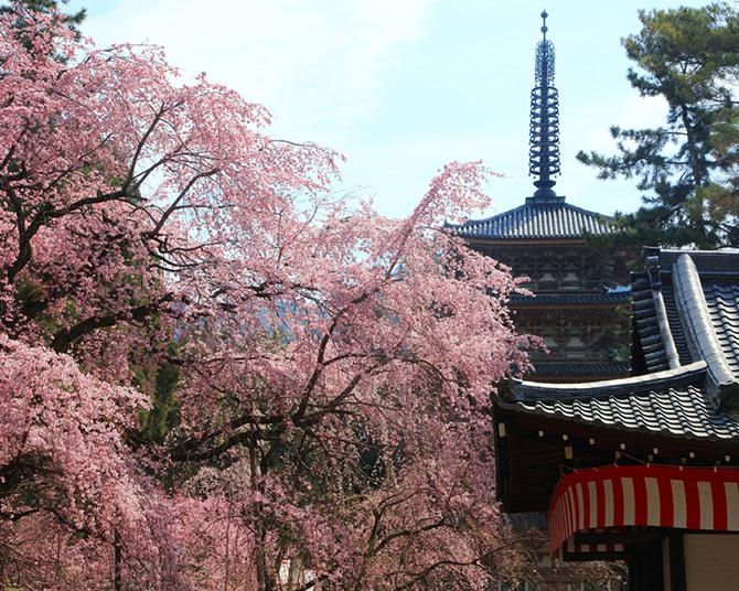 混雑回避して京都の桜をゆったり満喫！完全予約制の「春の特別拝観プラン」とは