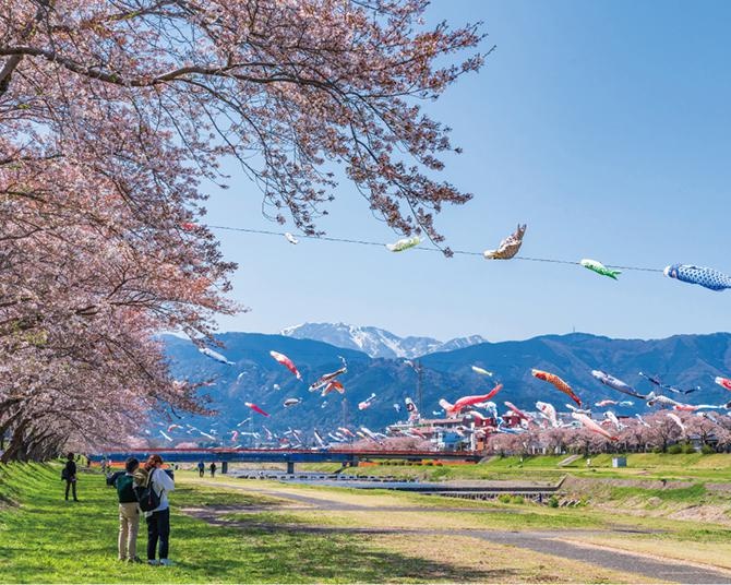 約350匹が青空を泳ぐ！岐阜県相川の壮大な鯉のぼり遊泳で「鯉のぼり×桜」の絶景を堪能