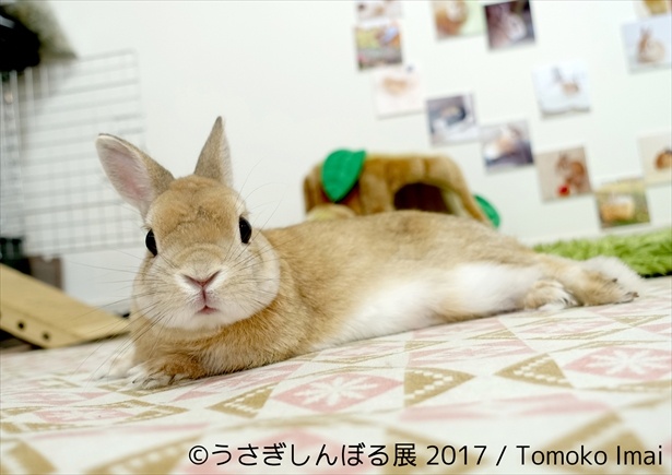 “ウサギ界の神”といわれるモキュ様