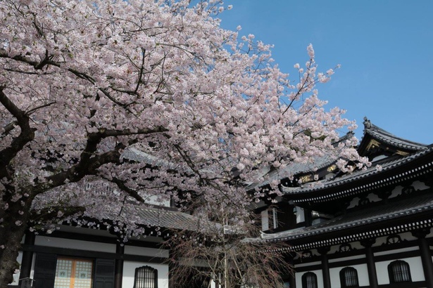 河津桜が見られる神奈川県の人気桜名所