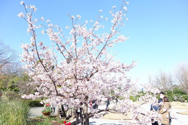 【写真】花を開き青空に向かって枝を伸ばす、日比谷花壇大船フラワーセンターの玉縄桜