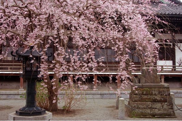 鮮やかに色づいた、本覚寺の見事なしだれ桜