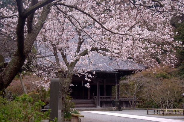 大振りの枝に色づいた桜の花が咲く