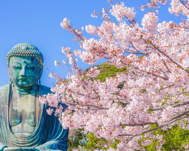 鎌倉で人気の桜名所5選！見頃時期や絶景ポイントをチェックしよう