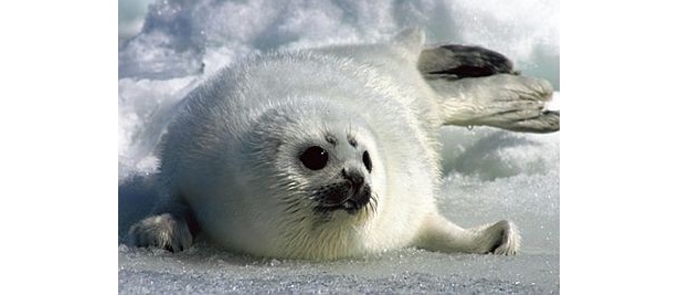 知床沖は世界でも有数の猛禽類の越冬地として知られる。アザラシに会えるかも!?/流氷クルージング