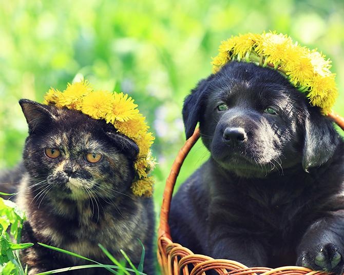 犬や猫も花粉症になるって本当？獣医師に聞く、ペットの花粉症の症状や治療、家でできる対策まで