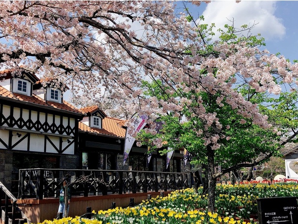 ソメイヨシノや河津桜、チューリップなど春の花が美しく咲く園内