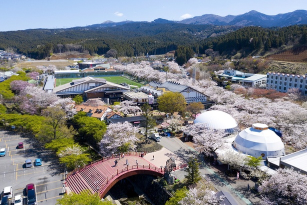 園内5000本を超える桜の開花リレーは見事！