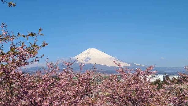 河津桜×富士山という絶景も写真におさめることができる