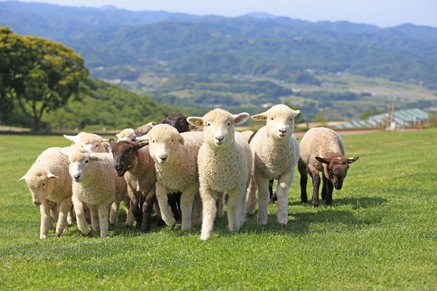 マザー牧場といえば羊！圧巻の羊の大行進は12時30分から始まるので、それまでにはゴールしておきたいところ
