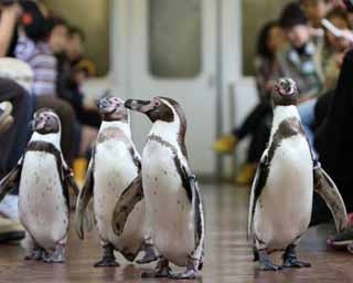 ペンギンと一緒に電車に乗れる人気日帰りツアーが予約受付スタート！