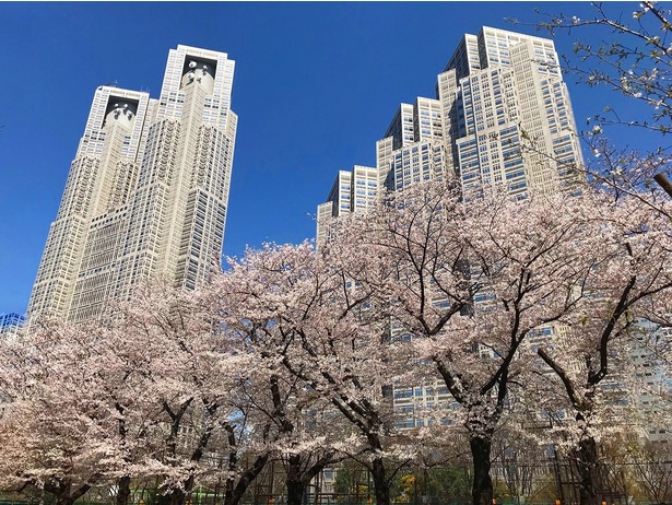 お花見シーズンの新宿中央公園