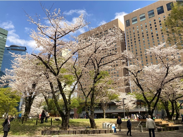 お花見シーズンの新宿中央公園