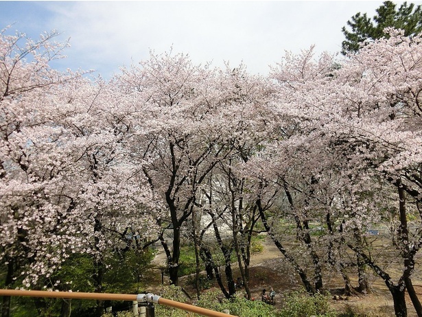 お花見シーズンの戸山公園