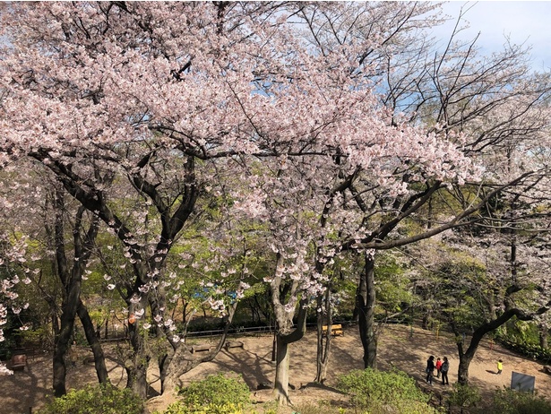 お花見シーズンの戸山公園