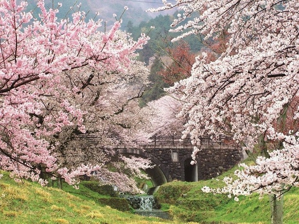2024年】全国の桜スポット人気ランキング！ユーザーが選んだ「行って