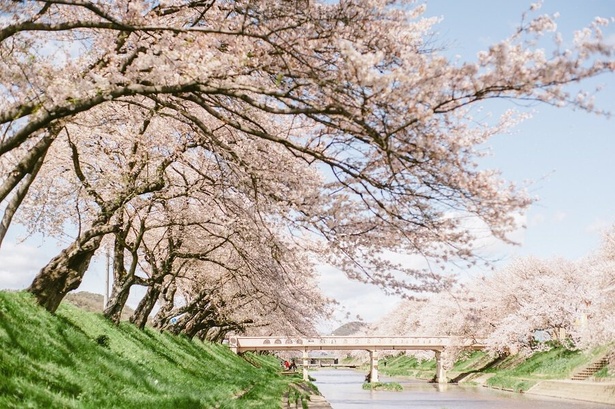 2024年】全国の桜スポット人気ランキング！ユーザーが選んだ「行って