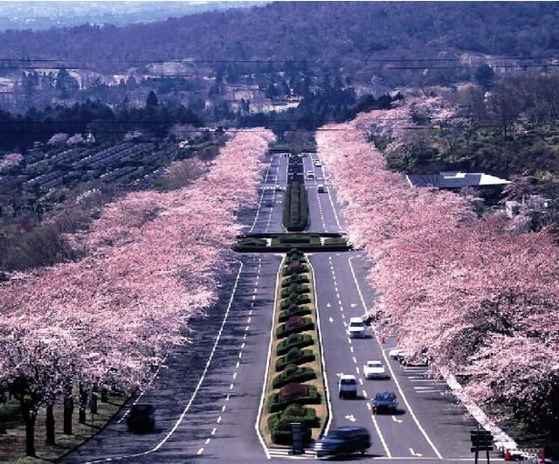 霊園参道を彩る桜並木